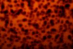 Leopard Tortoiseshell Sheet 2
